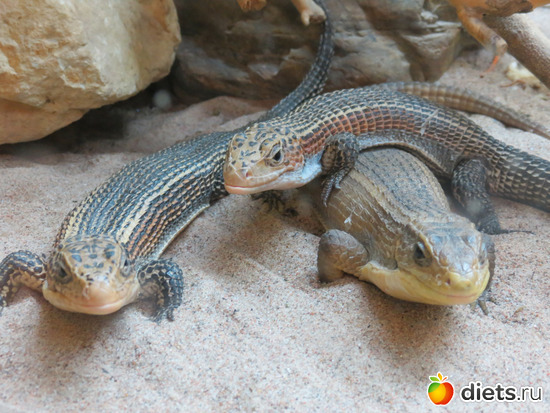 Симпатишных три мордочки, альбом: Питер 2015/ЗООПАРК/ Дельфинариум