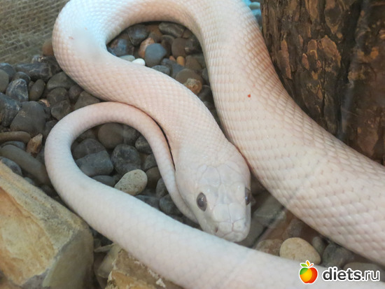 И жутко и красиво...и...жалко :(, альбом: Питер 2015/ЗООПАРК/ Дельфинариум