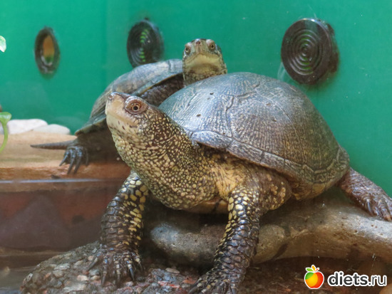 черепашки, может даже Ниндзя, альбом: Питер 2015/ЗООПАРК/ Дельфинариум