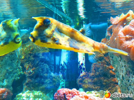  ..  -     ))), :  2015// 