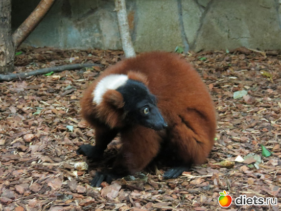 Коричневый симпатяга, альбом: Питер 2015/ЗООПАРК/ Дельфинариум