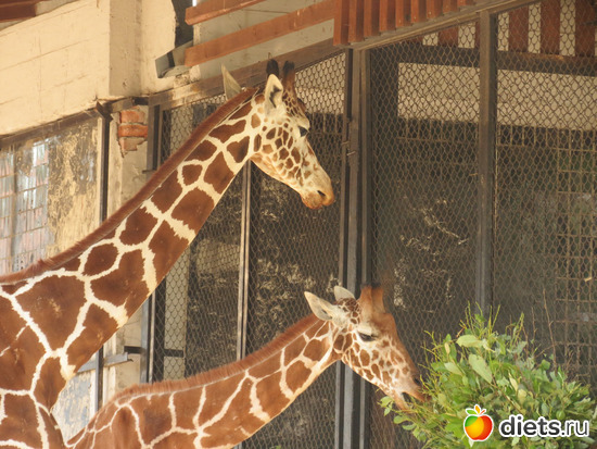 а жирафик там не один, альбом: Питер 2015/ЗООПАРК/ Дельфинариум