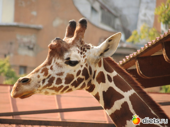 красота во всём у этого животного, альбом: Питер 2015/ЗООПАРК/ Дельфинариум