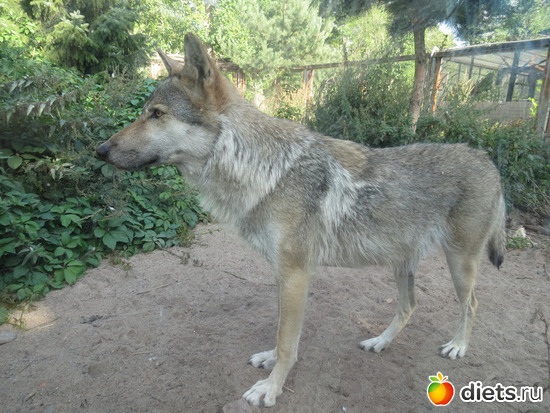 моя любовь на веки!, альбом: Питер 2015/ЗООПАРК/ Дельфинариум