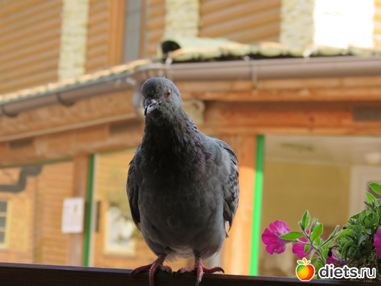 Ща спикирую и отберу плюшку! Хватит жрать!!!, альбом: Питер 2015/ЗООПАРК/ Дельфинариум