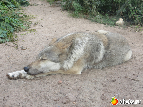 Я тут устал, отдохну., альбом: Питер 2015/ЗООПАРК/ Дельфинариум