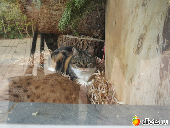 вот она-бесстрашная Дуся!, альбом: Питер 2015/ЗООПАРК/ Дельфинариум