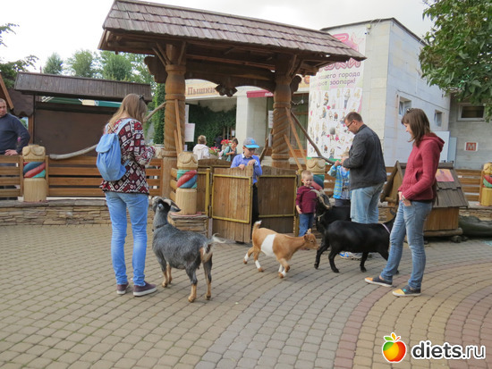 этих животных можно кормить, они в свободном выгуле, альбом: Питер 2015/ЗООПАРК/ Дельфинариум