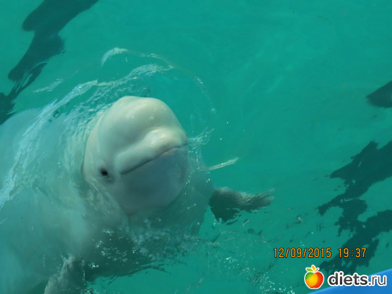 В Питерском дельфинарии живут не только дельфины, альбом: Питер 2015/ЗООПАРК/ Дельфинариум