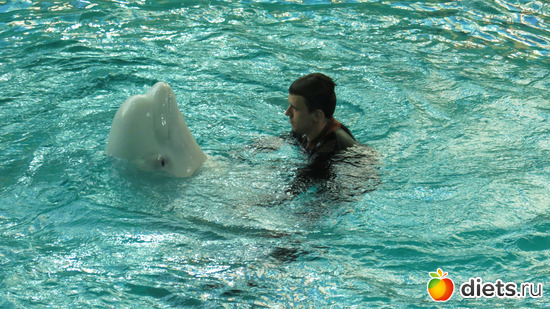 Танец с белухой Полиной, альбом: Питер 2015/ЗООПАРК/ Дельфинариум