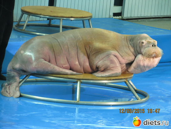 Соня очень смешная, альбом: Питер 2015/ЗООПАРК/ Дельфинариум