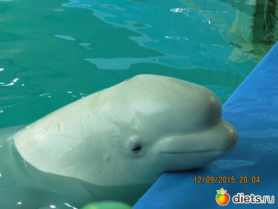 Красавица, альбом: Питер 2015/ЗООПАРК/ Дельфинариум