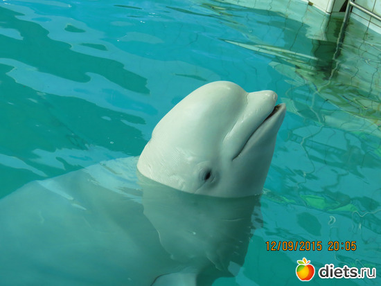 56 фото: Питер 2015/ЗООПАРК/ Дельфинариум