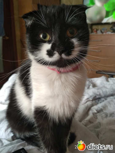 Дуняша, альбом: Котики