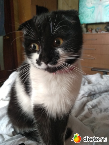 3 фото: Котики