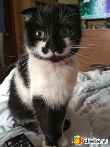 4 фото: Котики