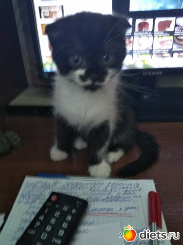 6 фото: Котики