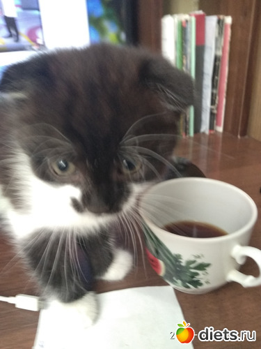 7 фото: Котики