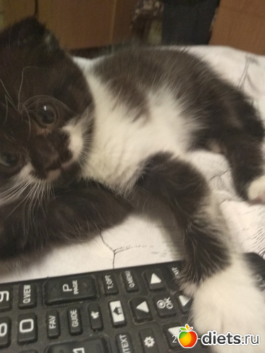 8 фото: Котики