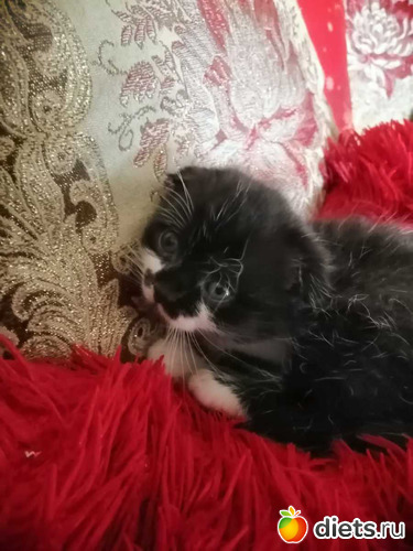 9 фото: Котики