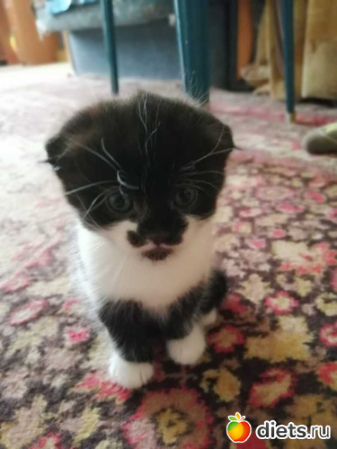 10 фото: Котики