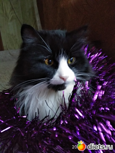 11 фото: Котики