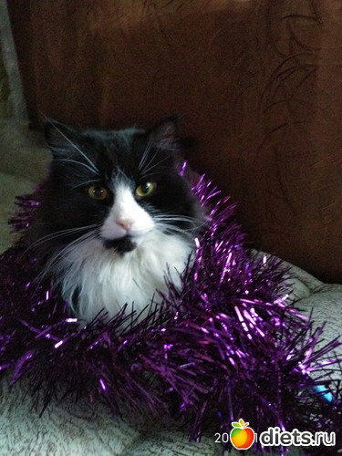 13 фото: Котики