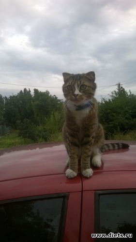 14 фото: Котики