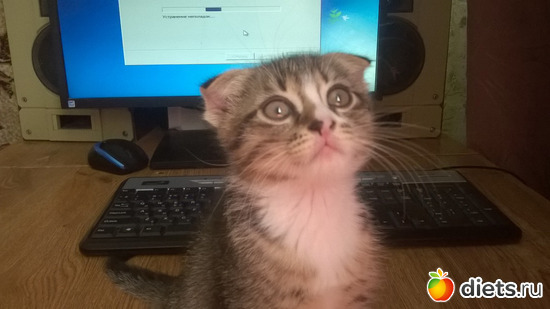 Барсик малыш, альбом: Котики