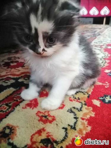 маленькая Бусинка, альбом: Котики