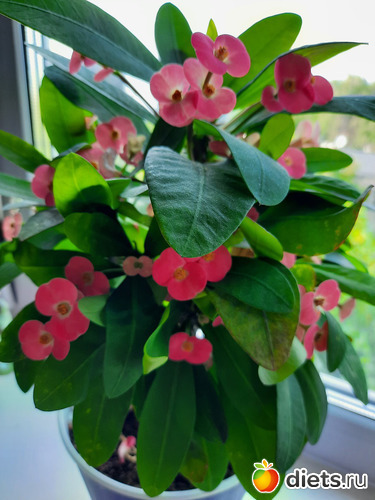 молочай такой красивый! всё лето радует цветением, альбом: Моя оранжерея 2021