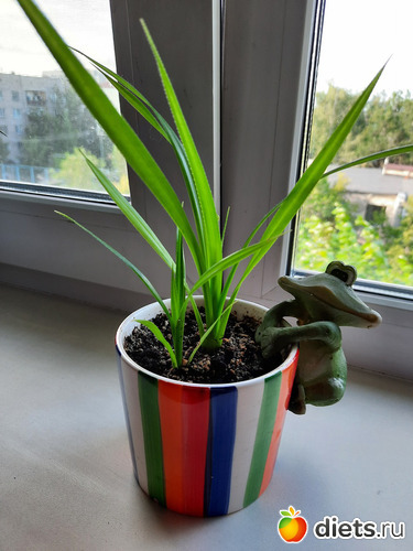 и панданус растёт, альбом: Моя оранжерея 2021