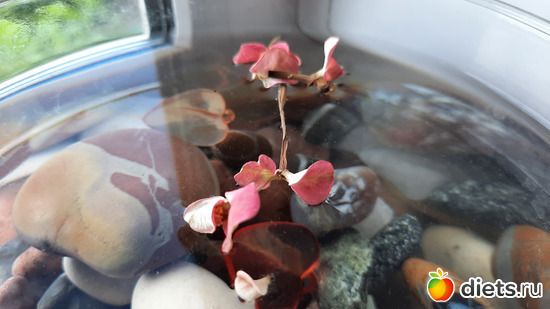 или инсталляция))), альбом: Моя оранжерея 2021