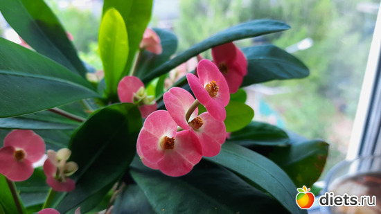 нежность этого цветка меня поражает, альбом: Моя оранжерея 2021