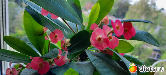 красота в каждом цветочке, альбом: Моя оранжерея 2021