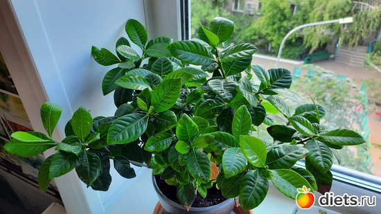 гардения разрослась, надо бы пересадить, альбом: Моя оранжерея 2021