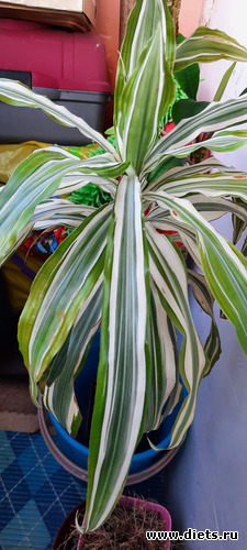 драцена, альбом: Моя оранжерея 2021