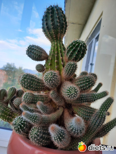 кактус огромный, альбом: Моя оранжерея 2021