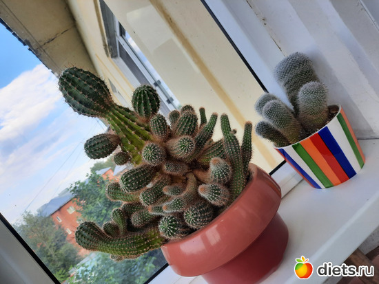 кактусы выселены на балкон и очень довольны, альбом: Моя оранжерея 2021