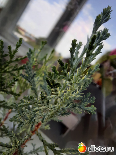 кипарисики, альбом: Моя оранжерея 2021