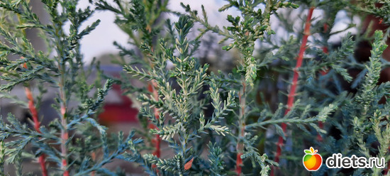 наши любимые, альбом: Моя оранжерея 2021