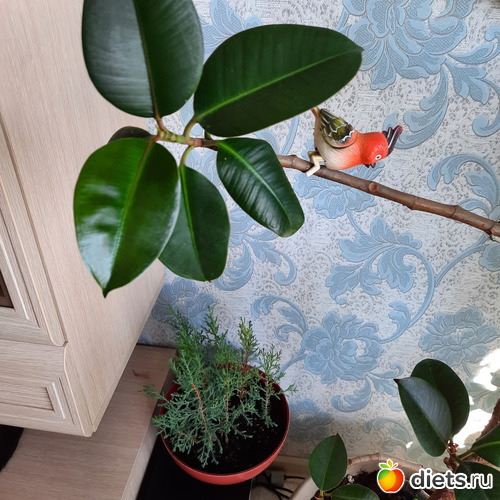 фикус,кипарис и птичка, альбом: Моя оранжерея 2021