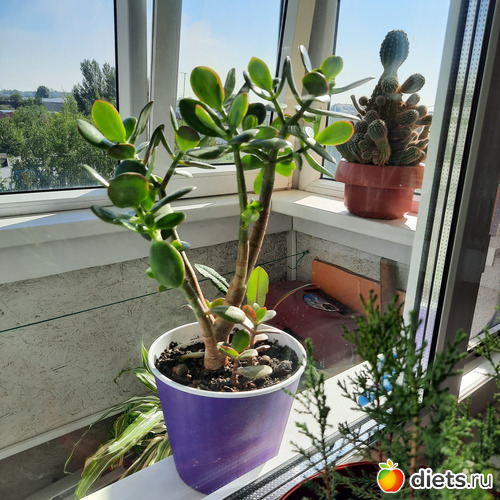 денежное на солнышке, альбом: Моя оранжерея 2021