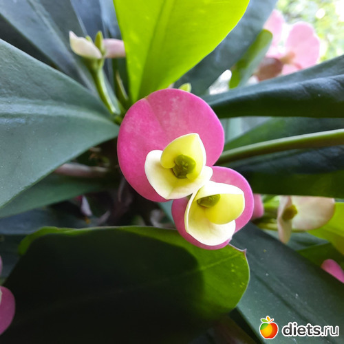 моя любимая Мили, альбом: Моя оранжерея 2021