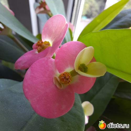 цветочки у неё разноцветные, альбом: Моя оранжерея 2021