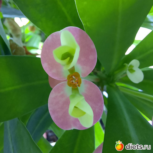 и так причудливо друг к другу прикрепляются, альбом: Моя оранжерея 2021