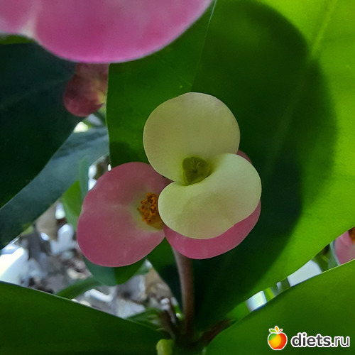 64 фото: Моя оранжерея 2021