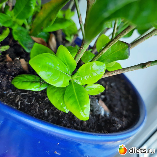 новые побеги гордении, альбом: Моя оранжерея 2021