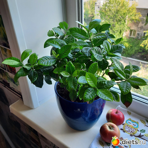 пересадила гордению, разрослась, альбом: Моя оранжерея 2021