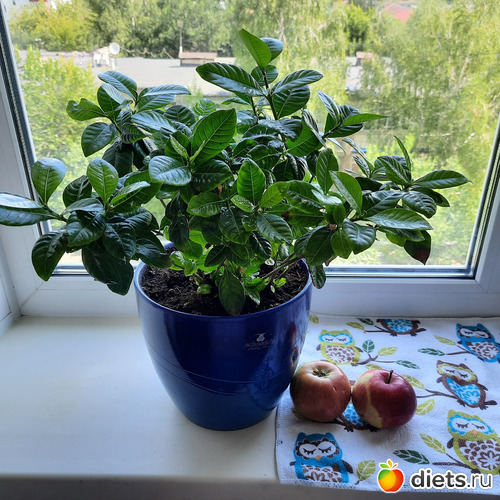 гардения, яблочки и совушки, альбом: Моя оранжерея 2021